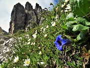 20 Camedrio alpino (Dryas octopetala) con Genziana di Clusius (Gentiana clusii) per il Torrione d'Alben 